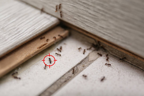 Pest Prevention Services in Bowmansville, PA